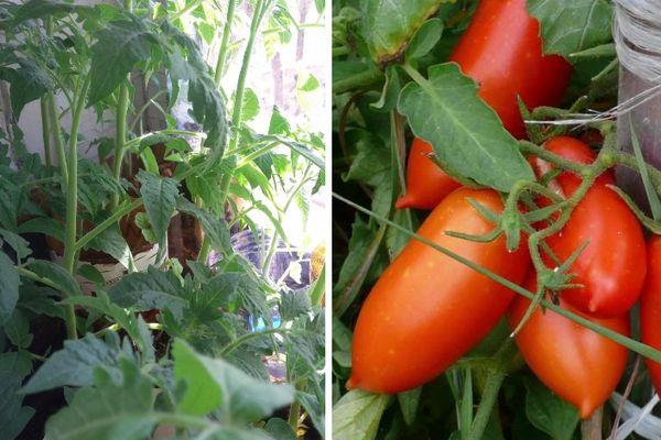 มะเขือเทศผลยาว