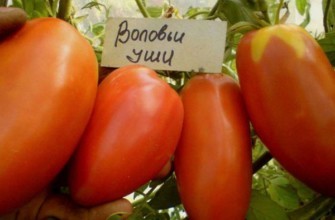 มะเขือเทศผลยาว