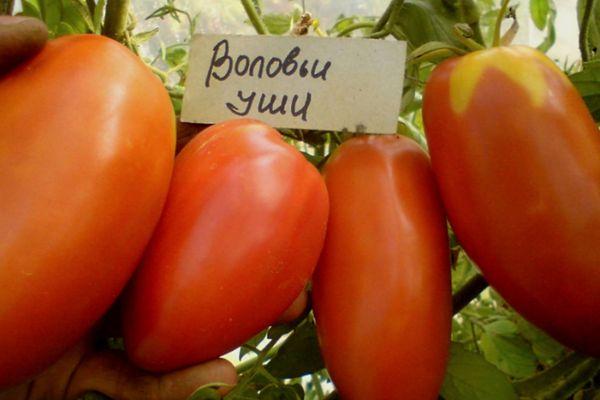 มะเขือเทศผลยาว