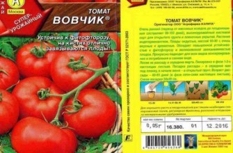 ลักษณะของมะเขือเทศ