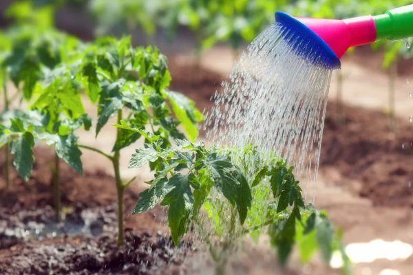 Arroser les tomates