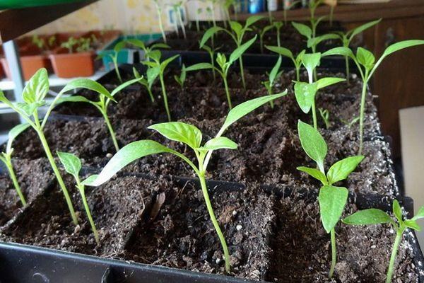 Une boîte avec des semis