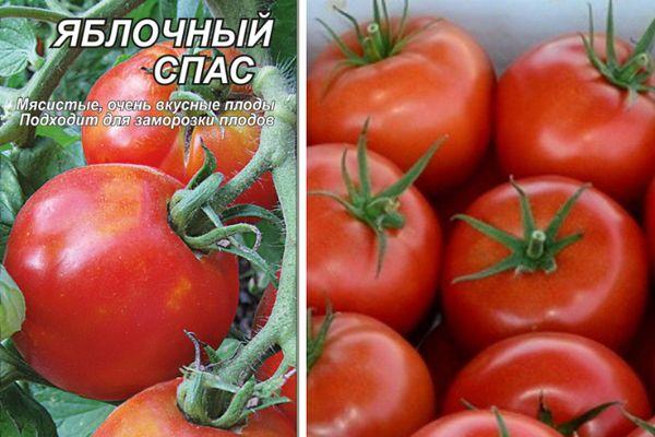 เมล็ดมะเขือเทศ