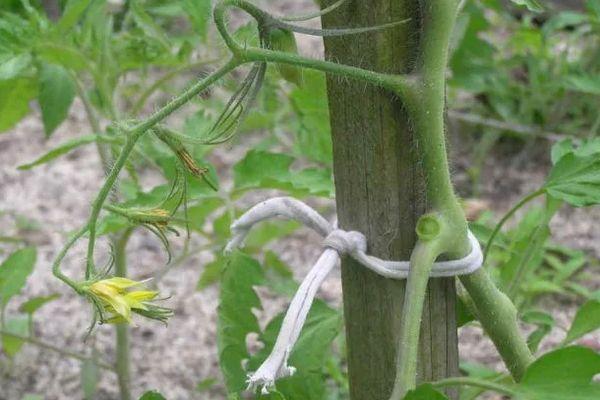 มะเขือเทศมัดไว้