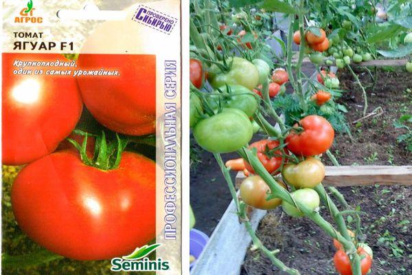 Cultiver des tomates