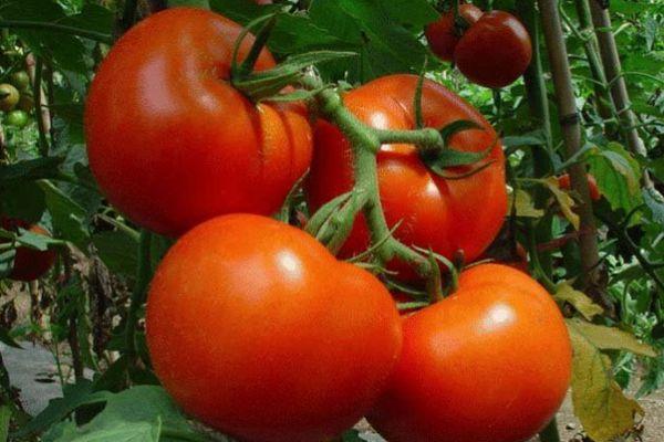 Fruits de tomate