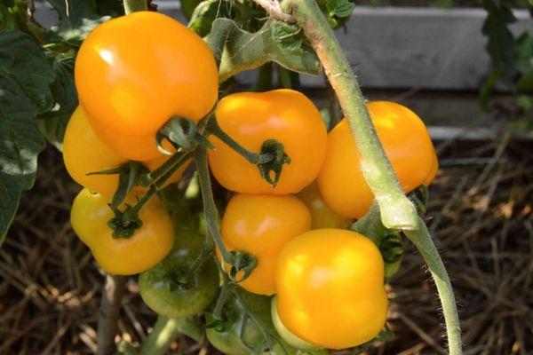 tomates jaunes