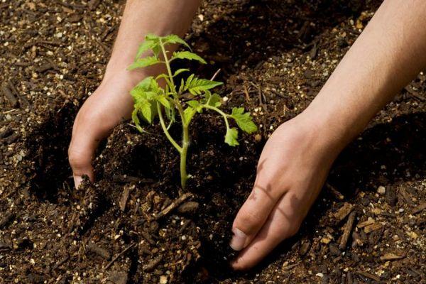 การปลูกมะเขือเทศ