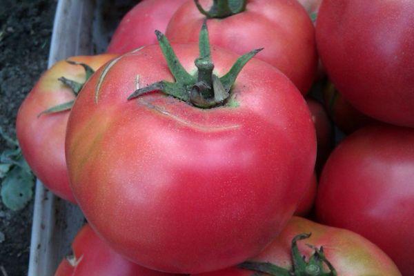 ผลมะเขือเทศ