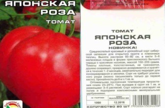 ลักษณะของมะเขือเทศ