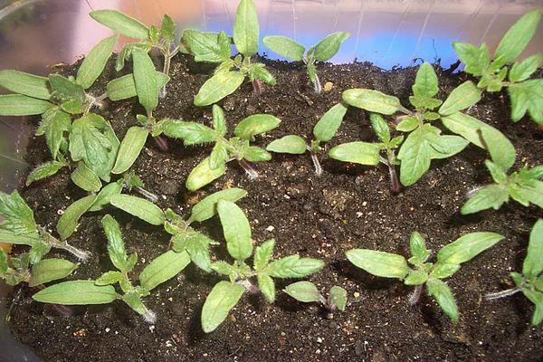 récipient avec semis