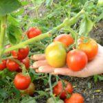 การปลูกมะเขือเทศ