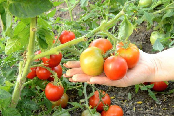 cultiver des tomates