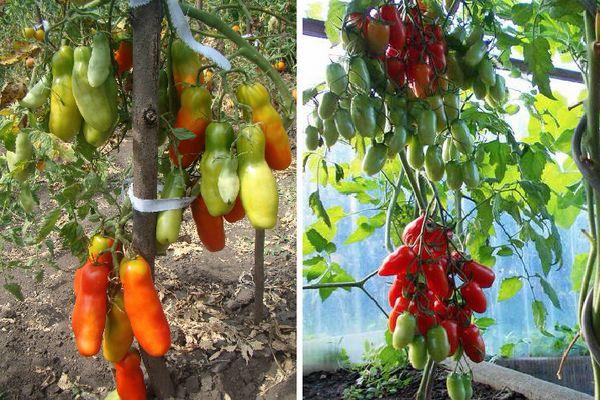 Tomates en serre