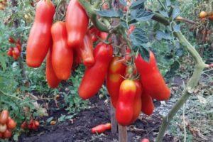 ลักษณะและลักษณะการปลูกของมะเขือเทศซาบาวา