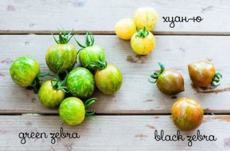 ประเภทของมะเขือเทศ