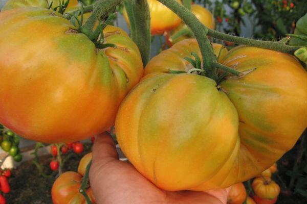 มะเขือเทศขนาดใหญ่