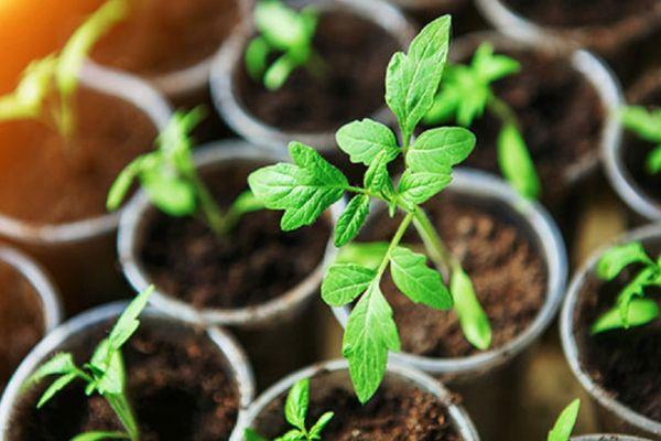 ถั่วงอกมะเขือเทศ