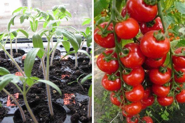 มะเขือเทศในเรือนกระจก