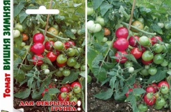 มะเขือเทศลูกผสม