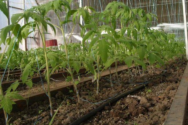 Cultiver des tomates