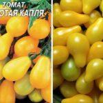 tomates jaunes
