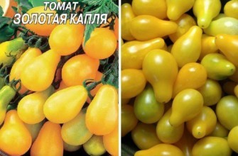 มะเขือเทศสีเหลือง