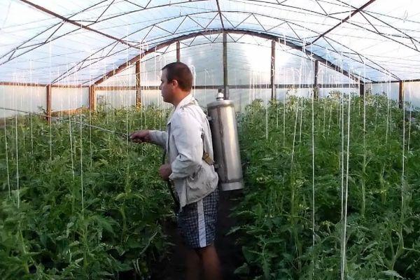 การพ่นยาฆ่าแมลง