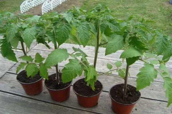 Pots de tomates