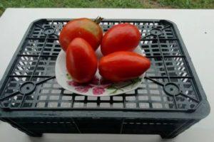 Description de la tomate déterminée « Baloven sud'bi » et recommandations pour la culture de la variété