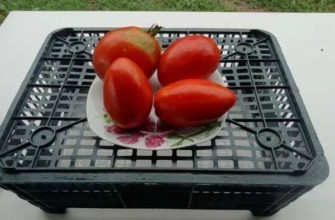 มะเขือเทศสี่ลูก