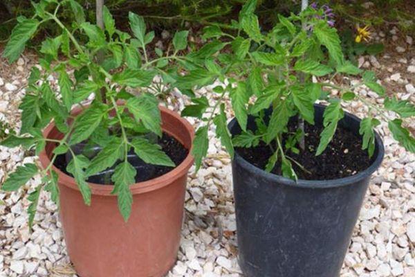 ต้นกล้าในกระถาง