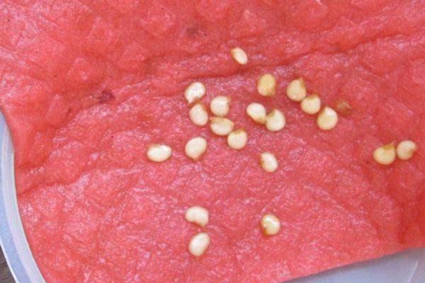 เมล็ดที่แช่น้ำ