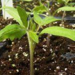 ต้นกล้ามะเขือเทศ