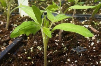 ต้นกล้ามะเขือเทศ