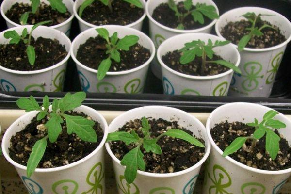 แก้วที่มีต้นกล้า