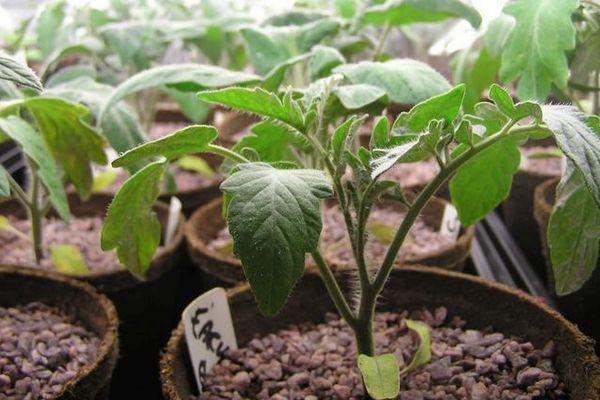 การปลูกมะเขือเทศ