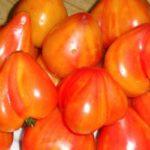 มะเขือเทศสีส้ม