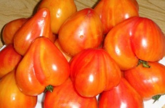 มะเขือเทศสีส้ม