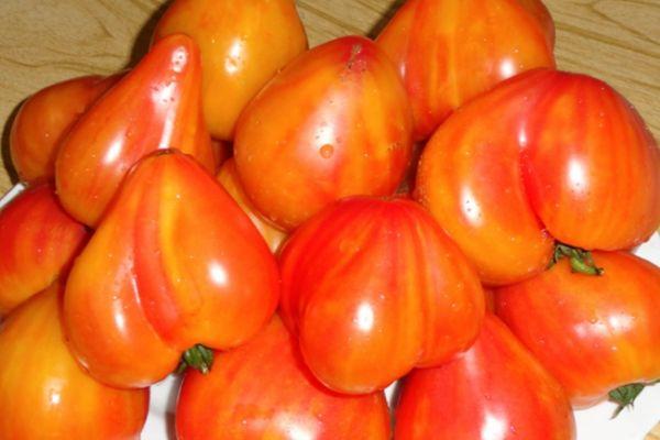 มะเขือเทศสีส้ม