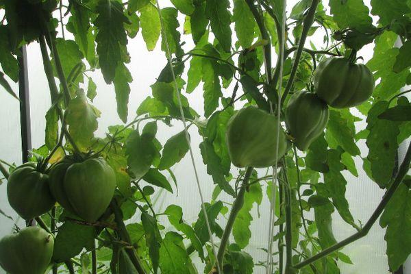 มะเขือเทศสีเขียว