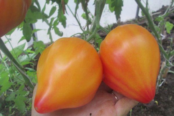มะเขือเทศสีส้ม