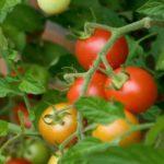 Cultiver des tomates