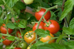 พันธุ์มะเขือเทศใดดีที่สุดสำหรับการปลูกในเขต Vologda Oblast?
