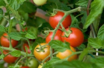 การปลูกมะเขือเทศ