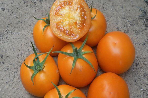 มะเขือเทศบาลานซ์ F1