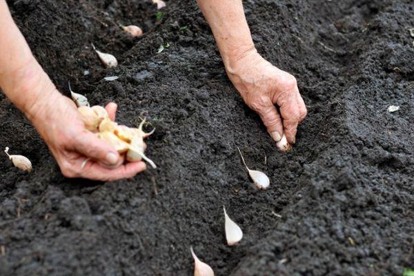 Planter de l'ail