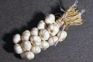 เมื่อใดควรขุดกระเทียมในฤดูหนาวและฤดูใบไม้ผลิในภูมิภาคเลนินกราด