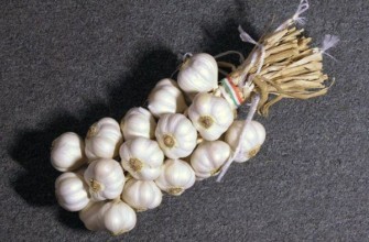 กระเทียมฤดูหนาว