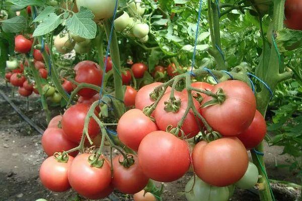 มะเขือเทศในเรือนกระจก